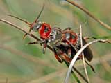 Cantharis rustica