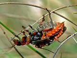 Cantharis rustica