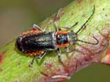 Cantharis rustica