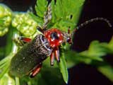 Cantharis rustica