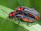 Cantharis rustica