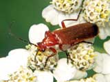 Rhagonycha fluva