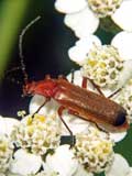 Rhagonycha fluva