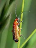 Rhagonycha fluva