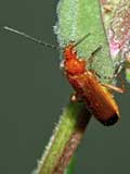 Rhagonycha fluva