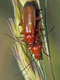 Rhagonycha fluva