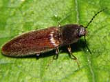 Athous haemorrhoidalis