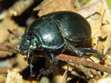 Anoplotrupes stercorosus