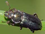 Platycerus caraboides