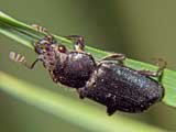 Platycerus caraboides