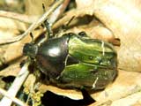 Cetonia aurata