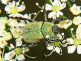 Hoplia farinosa