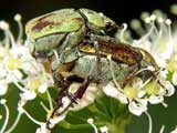 Hoplia farinosa