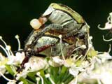 Hoplia farinosa