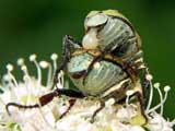 Hoplia farinosa