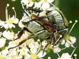 Hoplia farinosa