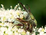 Hoplia farinosa