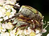 Hoplia farinosa