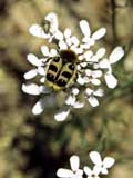 Trichius zonatus