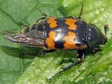 Necrophorus vespillo