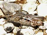 Acrotylus insubricus