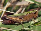 Omocestus rufipes