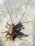 Pholidoptera griseoaptera