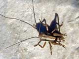 Pholidoptera griseoaptera