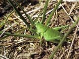 Polysarcus denticauda