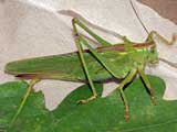 Tettigonia viridissima