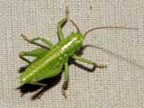 Tettigoniinae