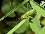 Tettigoniinae