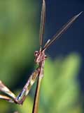 Empusa pennata