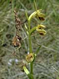 Empusa pennata