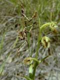 Empusa pennata