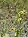 Empusa pennata