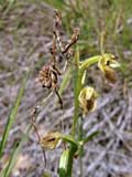 Empusa pennata