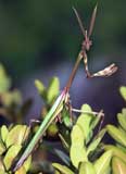 Empusa pennata