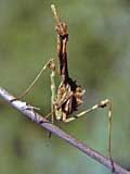 Empusa pennata