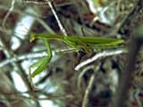 Mantis religiosa