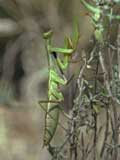 Mantis religiosa