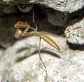 Mantis religiosa