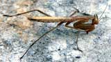 Mantis religiosa