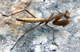 Mantis religiosa