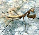 Mantis religiosa