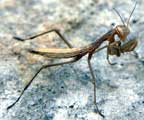 Mantis religiosa