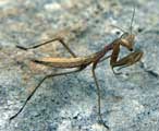 Mantis religiosa