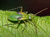 Miridae-Larve