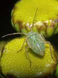 Miridae-Larve