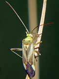 Adelphocoris lineolatus